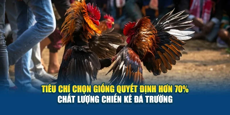 Tiêu chí chọn giống quyết định hơn 70% chất lượng chiến kê đá trường